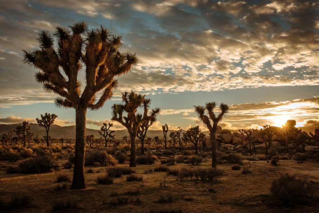 Sunset landscape in Joshua Tree National Park, illustrative cover for San Bernardino County travel guide. Photo: Cedric Letsch / Unsplash.