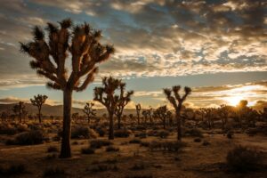 Sunset landscape in Joshua Tree National Park, illustrative cover for San Bernardino County travel guide. Photo: Cedric Letsch / Unsplash.