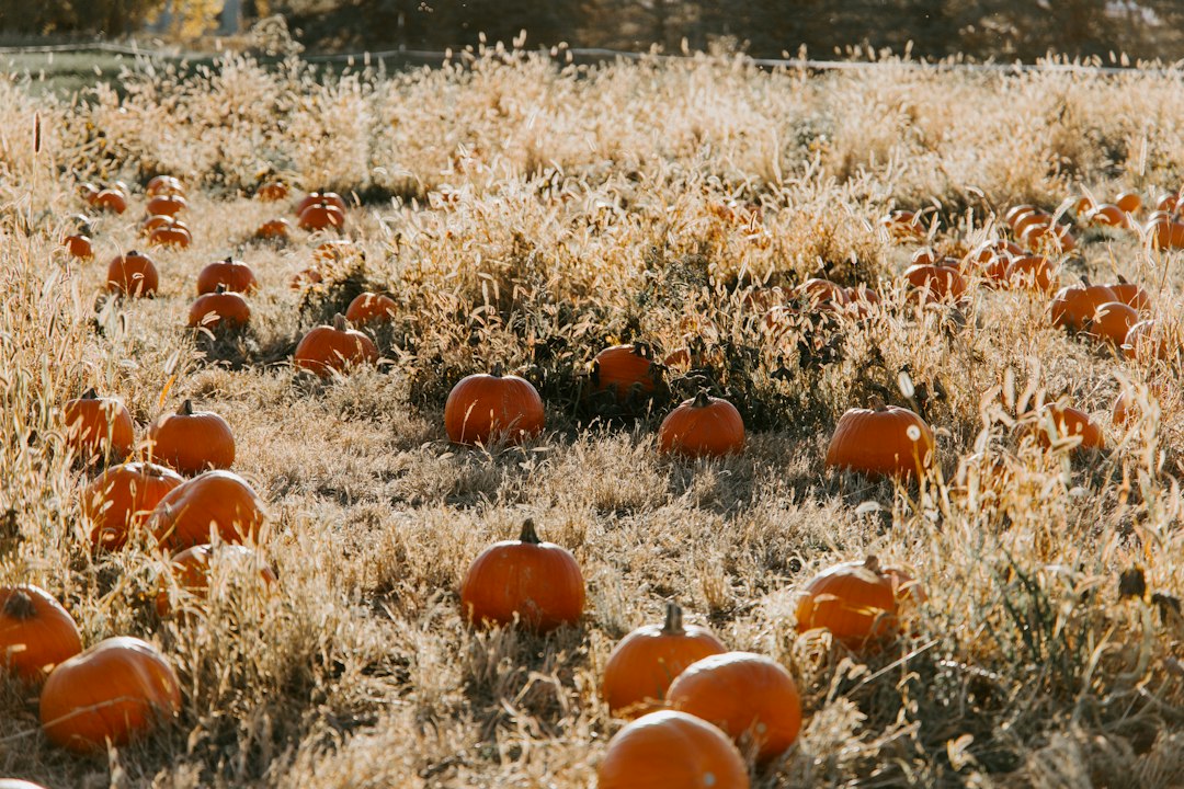 Illustrative pumpkins and autumn scene for San Francisco County family Halloween 2026 guide. Not a photo of the current event.