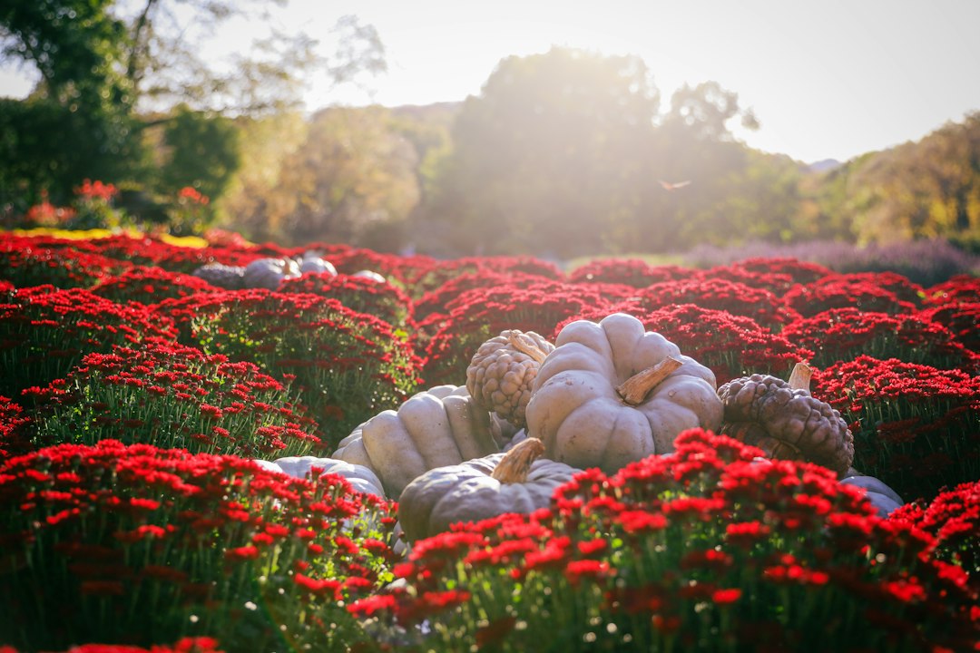 Illustrative pumpkins and autumn scene for Santa Clara County family Halloween 2026 guide. Not a photo of the current event.