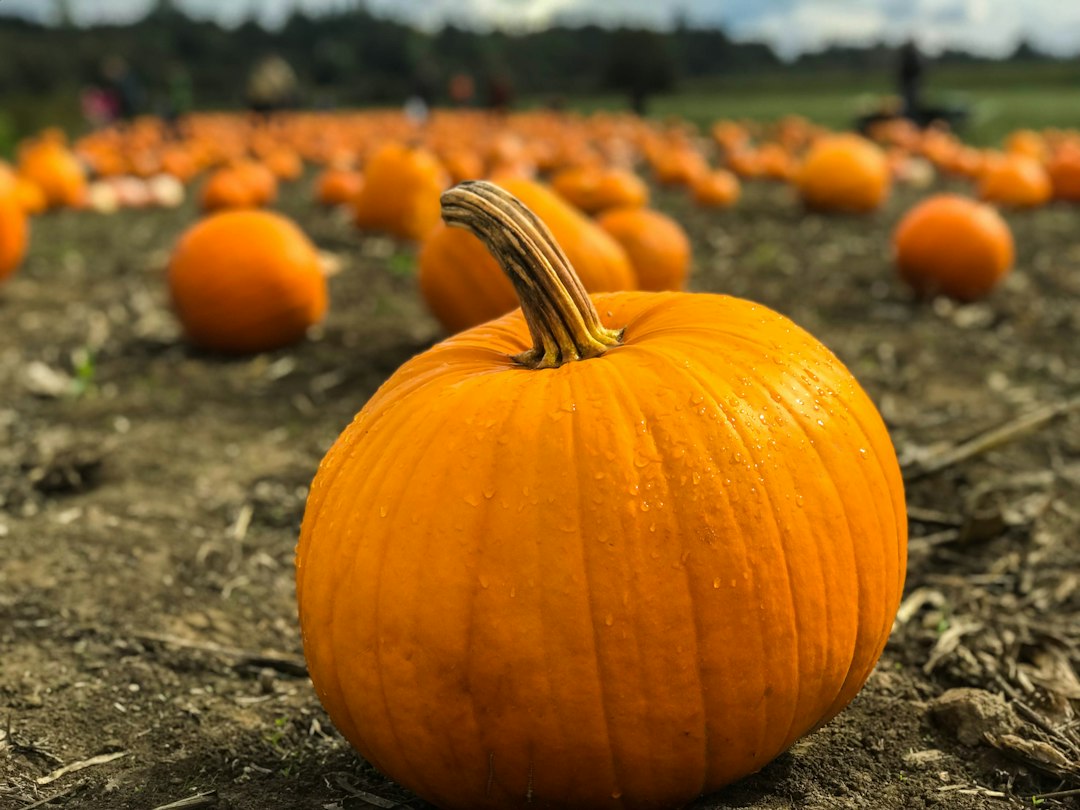 Illustrative fall seasonal photo used for Marin County 2026 Halloween travel article; not a current event photo.