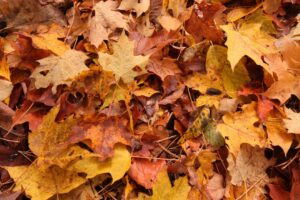 Illustrative photograph of fallen autumn leaves by Susan Jones, Unsplash; not the Meadow Vista Transfer Station.