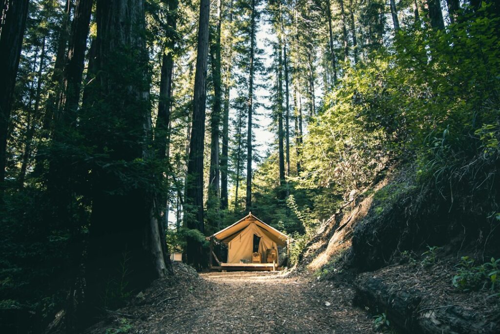 Illustrative Big Sur redwood forest, not the proposed cabins or construction at Pfeiffer Big Sur State Park