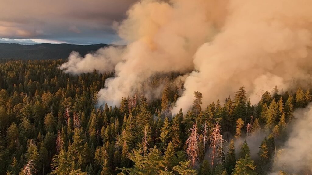 California State Parks archive photo showing a South Grove prescribed burn at Calaveras Big Trees in 2024, not 2026