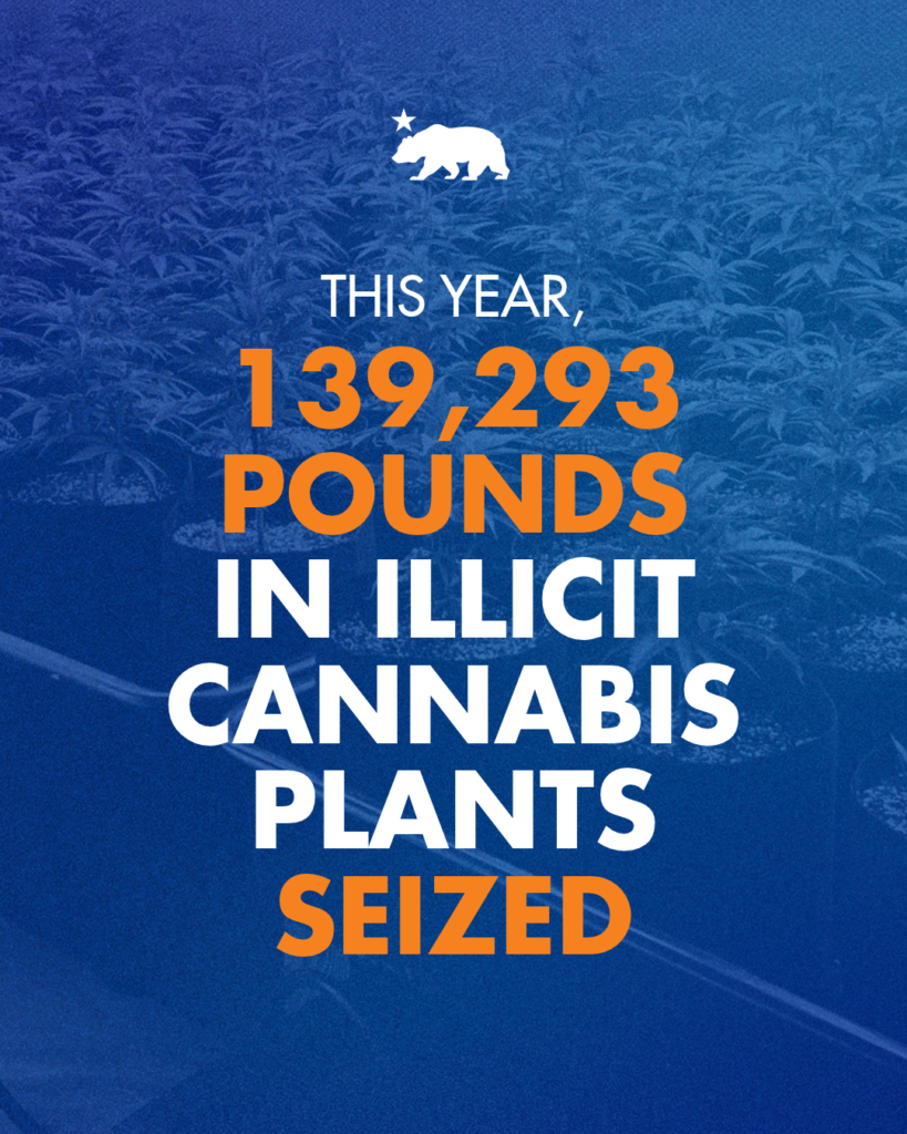 Official California government graphic stating 139,293 pounds of illicit cannabis seized or destroyed this year