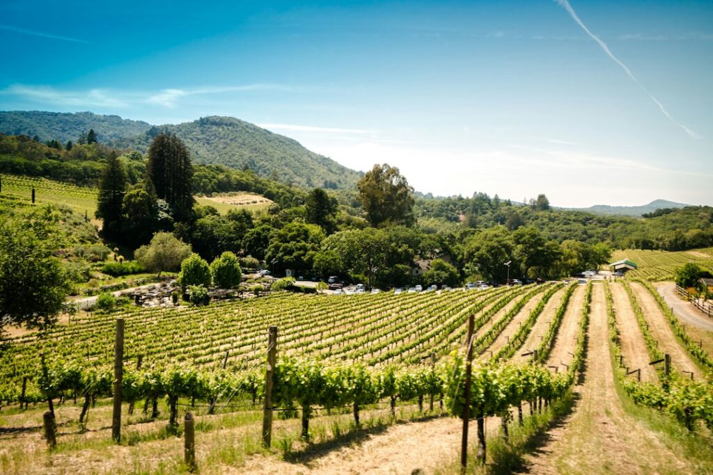 Illustrative vineyard photographed in Sonoma, not Plymouth or Amador County