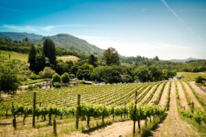 Illustrative vineyard photographed in Sonoma, not Plymouth or Amador County