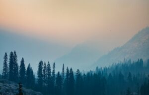 California forest landscape illustrating wildfire prevention and resilience measures