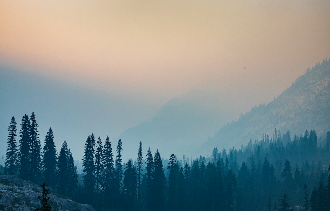 California forest landscape illustrating wildfire prevention and resilience measures