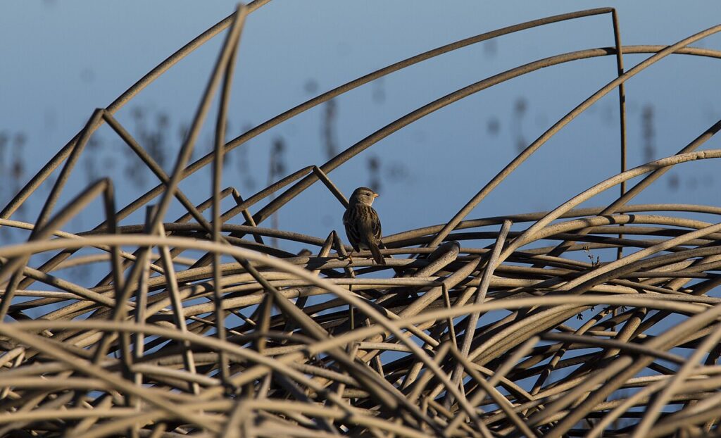 Cosumnes River Preserve's wetlands and wildlife habitat photographed by John Ciccarelli, BLM, November 2017; public domain.