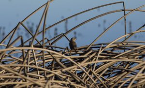 Cosumnes River Preserve's wetlands and wildlife habitat photographed by John Ciccarelli, BLM, November 2017; public domain.
