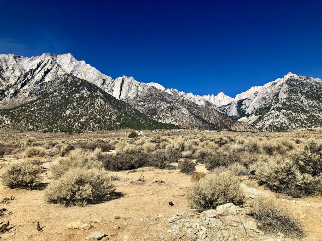 Illustrative desert landscape; not verified as Amboy or an animal shelter service location.