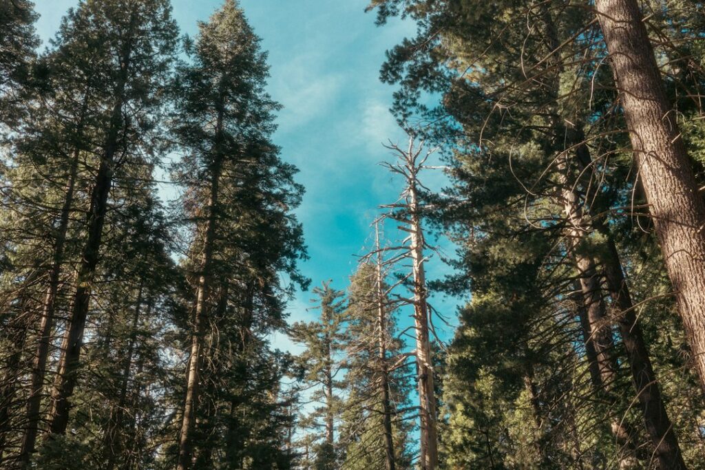 Illustrative forest, not a photograph of a current Crescent Mills wildfire