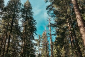 Illustrative forest, not a photograph of a current Crescent Mills wildfire