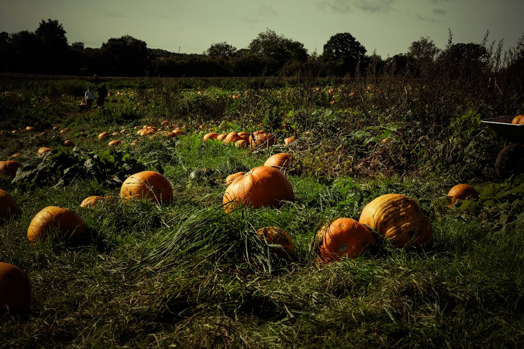 Seasonal pumpkin scene, illustrative photograph for Kern County Halloween 2026 travel guide, not an actual festival photograph.