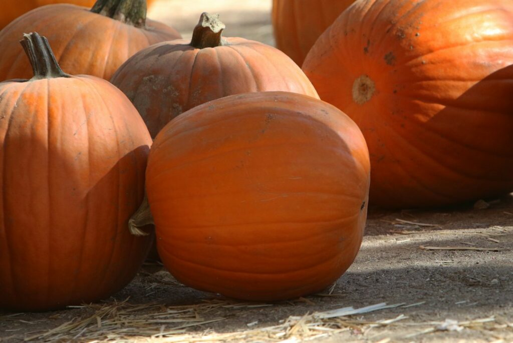 Seasonal pumpkin scene, illustrative photograph for San Bernardino County Halloween 2026 travel guide, not an actual festival photograph.