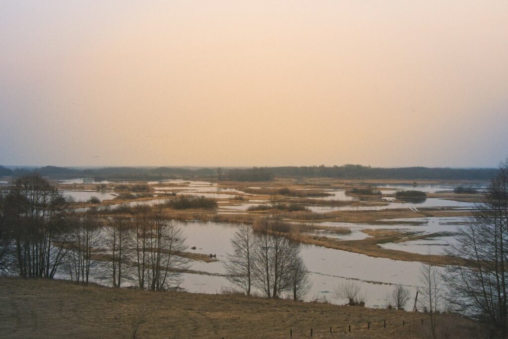 Illustrative flooded landscape with trees, photo by Stanisław Lul / Unsplash; not a specific California property or FEMA flood map.