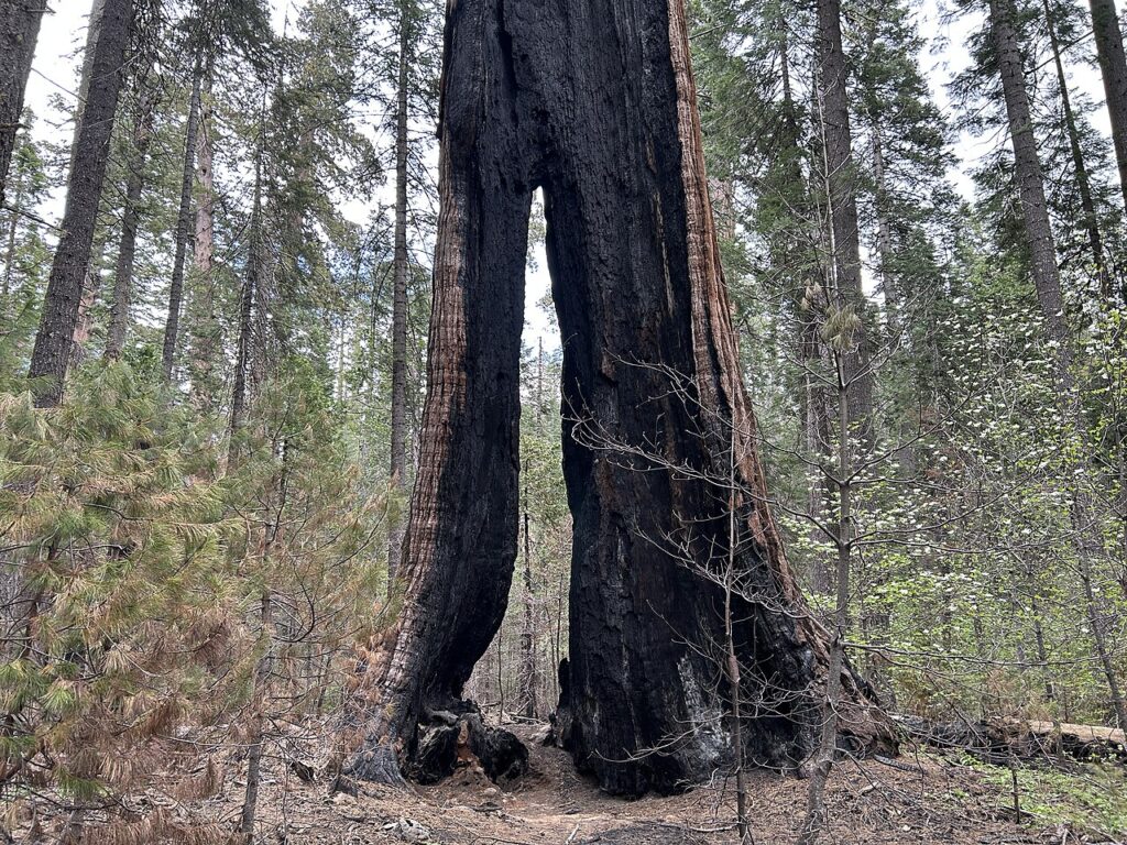 Split trunk of a giant sequoia at Calaveras Big Trees State Park, photographed May 12, 2025 by GregMcCollum; CC0.