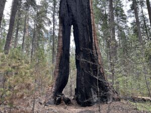 Split trunk of a giant sequoia at Calaveras Big Trees State Park, photographed May 12, 2025 by GregMcCollum; CC0.