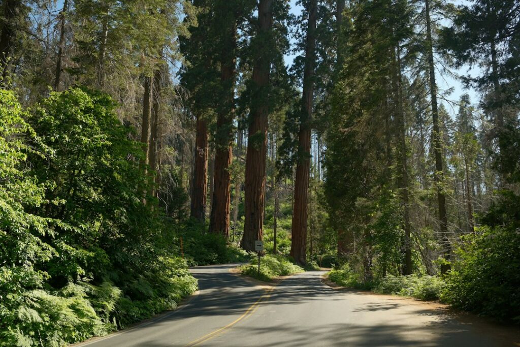 Giant sequoia trees in Sequoia National Park, California; illustrative landscape photograph