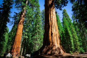 Giant trees photographed in a forest; illustrative image, not a photograph of current Trail of 100 Giants road conditions