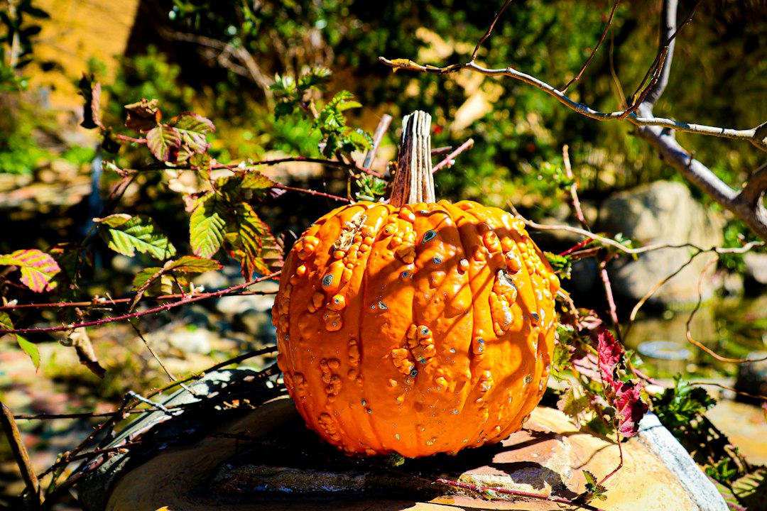 Autumn Halloween seasonal illustration for Los Angeles County 2026 guide; not a photograph of a listed 2026 event.