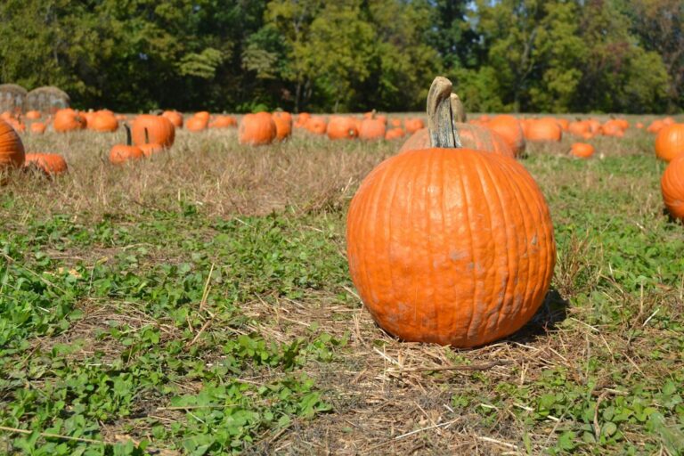 Autumn Halloween seasonal illustration for Orange County 2026 guide; not a photograph of a listed 2026 event.