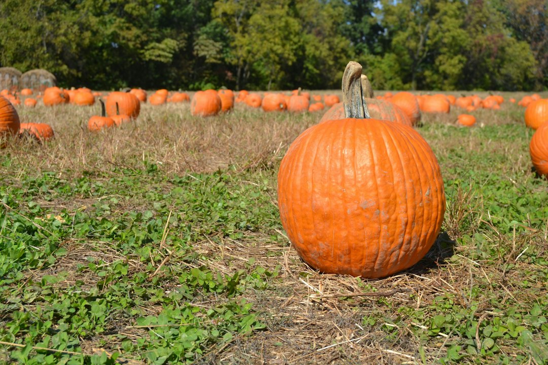 Autumn Halloween seasonal illustration for Orange County 2026 guide; not a photograph of a listed 2026 event.