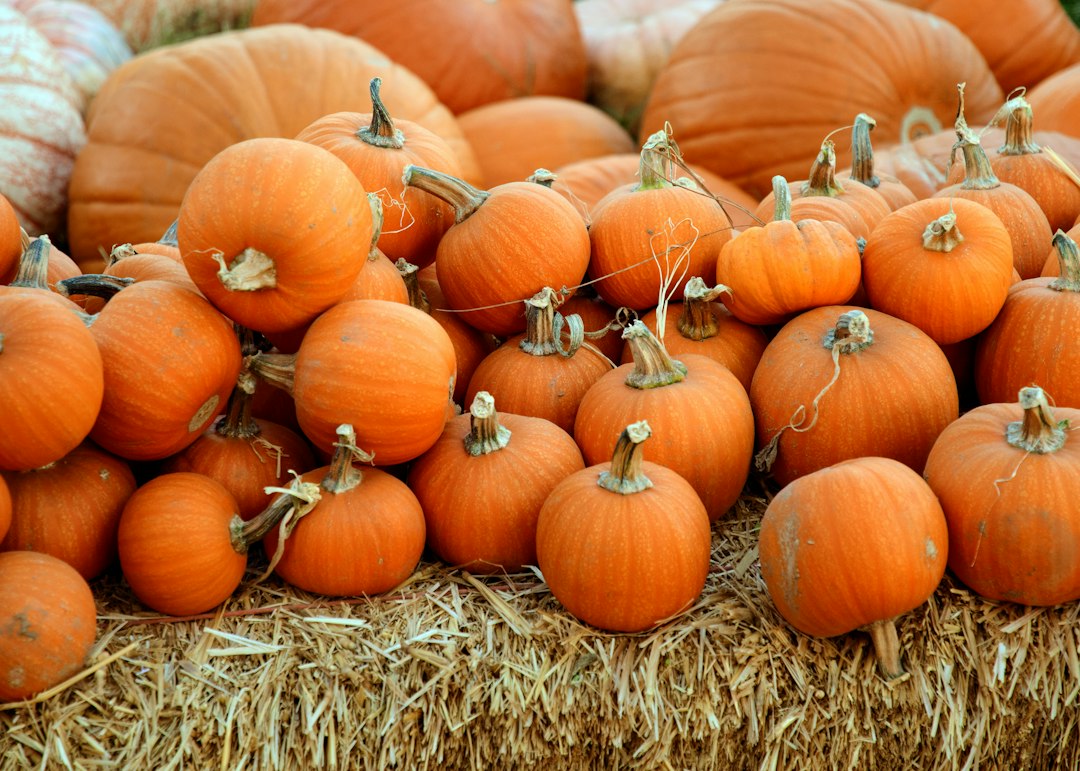 Illustrative Halloween and fall pumpkin photography for Santa Cruz County; does not depict 2026 event.