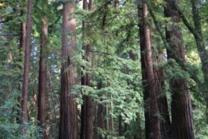 Old-growth redwood forest at Henry Cowell Redwoods State Park near Felton; illustrative park photo, not Pipeline Road construction