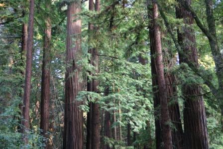 Old-growth redwood forest at Henry Cowell Redwoods State Park near Felton; illustrative park photo, not Pipeline Road construction