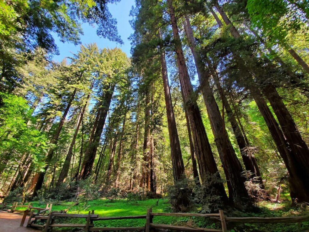 Redwood forest in Henry Cowell Redwoods State Park, Felton, California. Photo by Dave Drury / Unsplash.