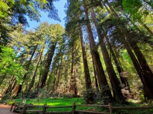 Redwood forest in Henry Cowell Redwoods State Park, Felton, California. Photo by Dave Drury / Unsplash.