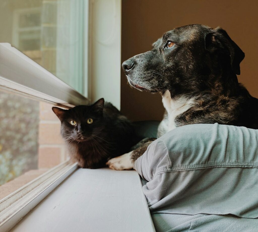 Illustrative dog and cat; not animals at a proposed Greenfield SPCA facility