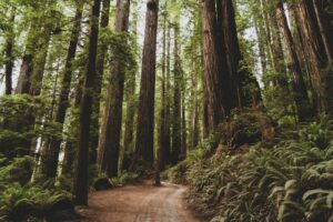 Ancient coast redwood forest in Northern California; illustrative photograph, not a dated Founders Grove trail condition