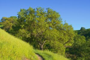 Illustrative oak tree and hillside, not the actual Oak Hills Neighborhood Association greenbelt in Monterey County