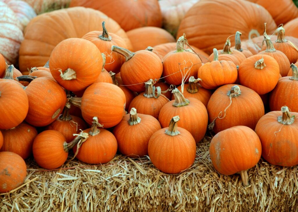 Pumpkin patch. Photograph by Mark Duffel / Unsplash; illustrative only, not an October 19, 2026 event photograph.