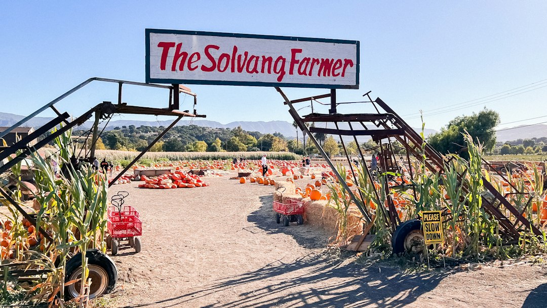 Pumpkins at a fall harvest patch, illustrative photo, not a specific Santa Barbara County event