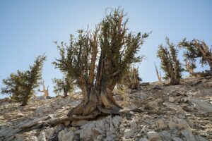 Actual Schulman Grove in the Ancient Bristlecone Pine Forest in the White Mountains, 2022. Photo: Clyde Charles Brown / CC BY-SA 4.0.