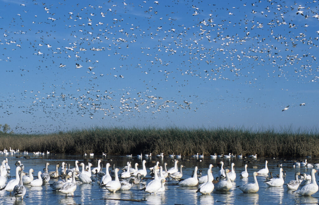 Snow geese resting and flying over wetlands at Sacramento National Wildlife Refuge near Willows. File photo: U.S. Fish and Wildlife Service.