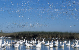 Snow geese resting and flying over wetlands at Sacramento National Wildlife Refuge near Willows. File photo: U.S. Fish and Wildlife Service.