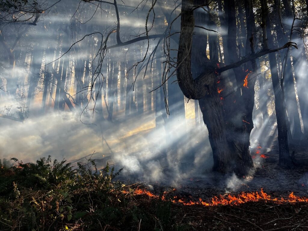 A prescribed forest burn in Sonoma Coast State Park photographed in 2025 by California State Parks. File photo; not the October 2026 Salt Point burn.