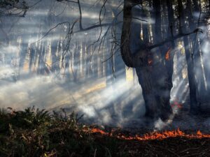 A prescribed forest burn in Sonoma Coast State Park photographed in 2025 by California State Parks. File photo; not the October 2026 Salt Point burn.