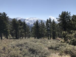 Actual Valyermo landscape in San Gabriel Mountains, photographed March 20 2021 by Tracie Hall; CC BY-SA 2.0