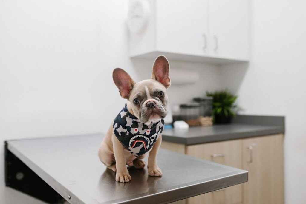 Illustrative dog at veterinary visit; not a Seaside City Animal Control microchip scan