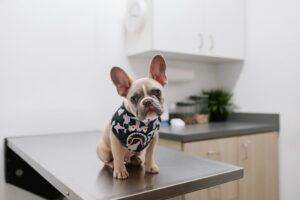 Illustrative dog at veterinary visit; not a Seaside City Animal Control microchip scan