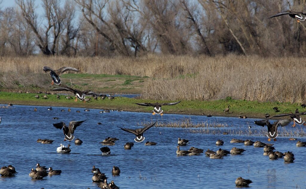 White-fronted geese at Colusa National Wildlife Refuge, 2012. Photo: David Brossard; CC BY-SA 2.0.
