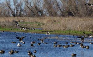 White-fronted geese at Colusa National Wildlife Refuge, 2012. Photo: David Brossard; CC BY-SA 2.0.