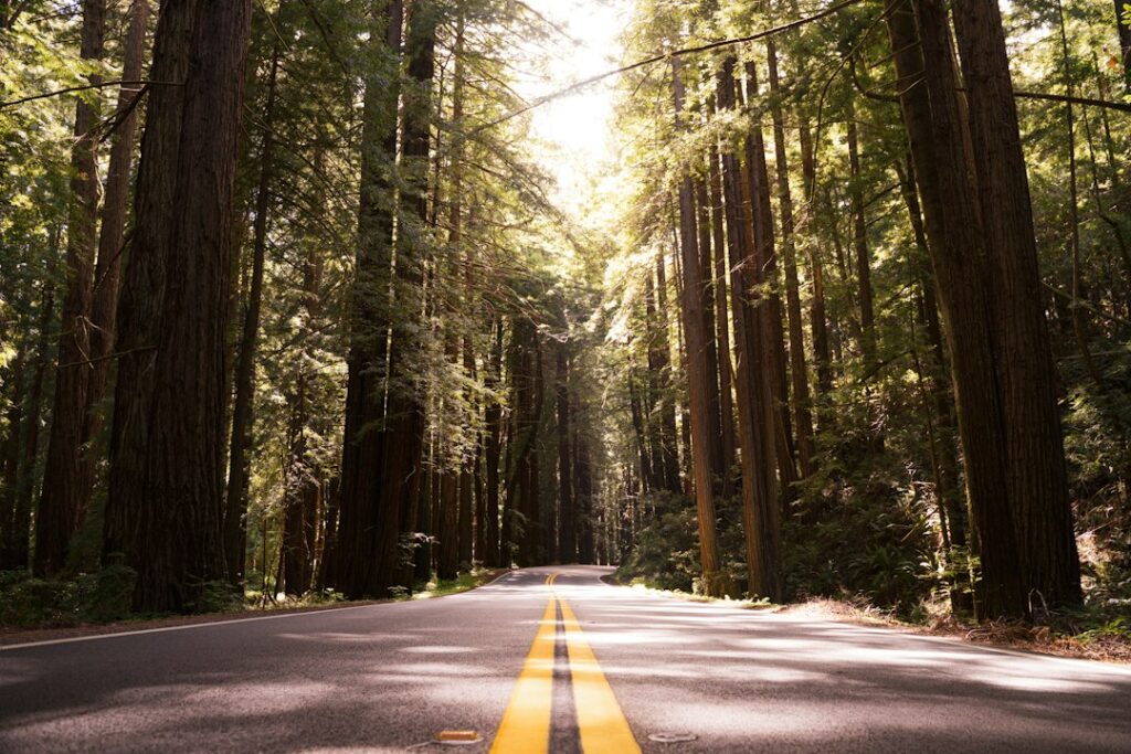 Illustrative wooded roadway by Taisia Karaseva / Unsplash; not Caltrans Felton school sidewalk work or October 22 town hall.